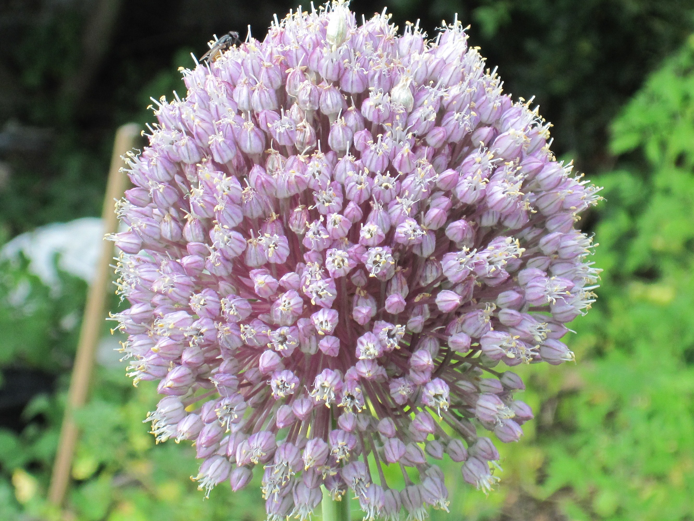 Pictures Â» Elephant garlic flower (Photo: Claire Butler)